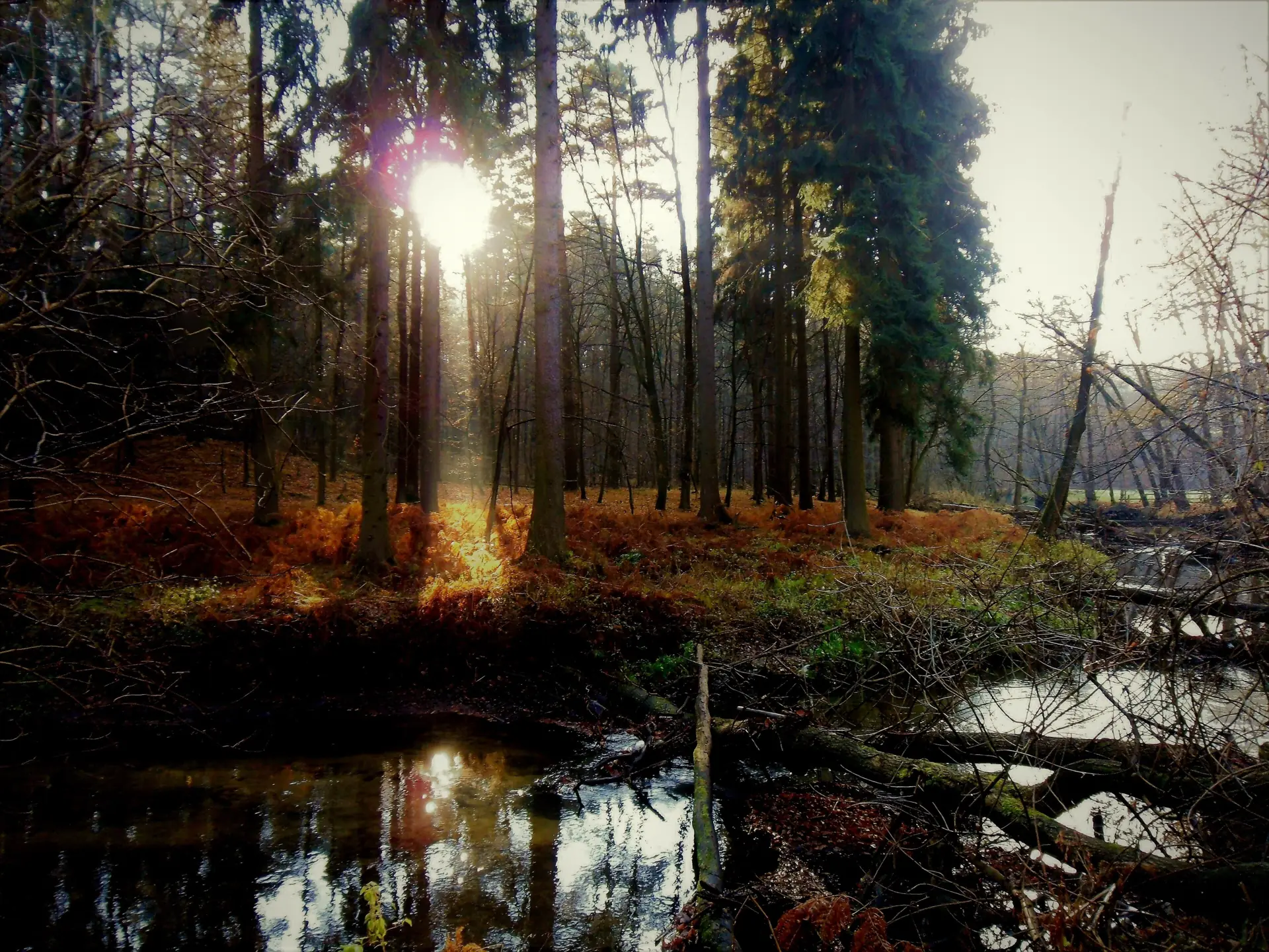 Abendsonne scheint durch Kiefern auf ein stilles Gewässer