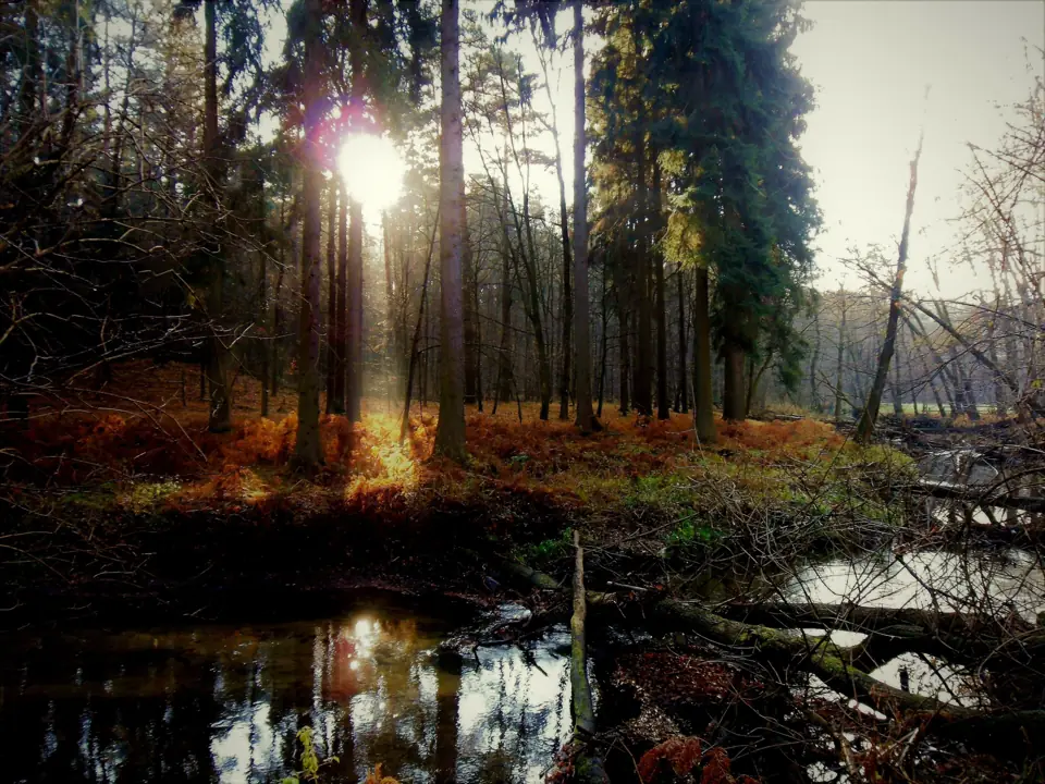 Abendsonne scheint durch Kiefern auf ein Gewässer