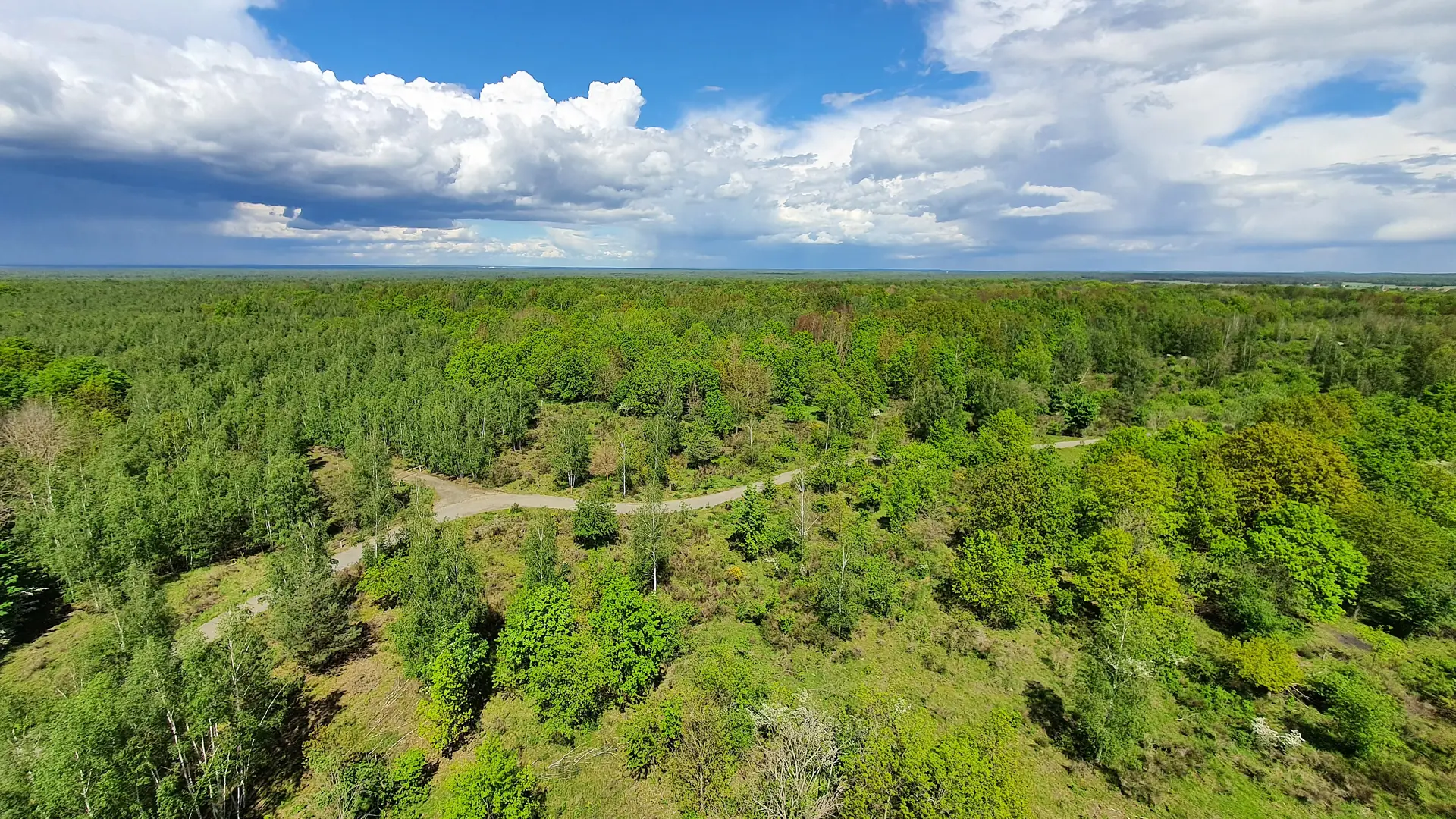 Blick vom Haselbergturm über die bewaldete Königsbrücker Heide