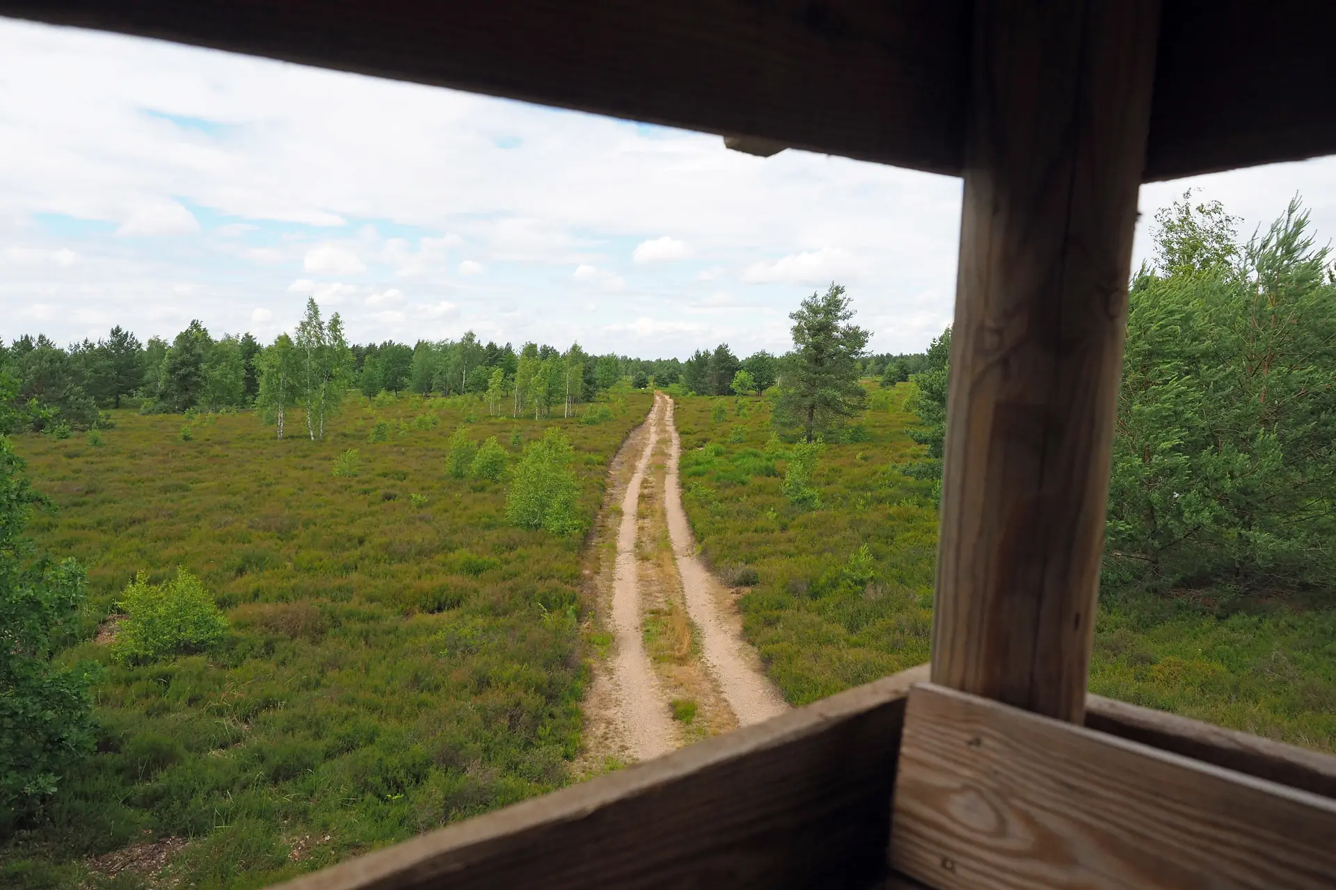 Blick über eine weite Heidefläche mit Sandweg in der Gohrischheide