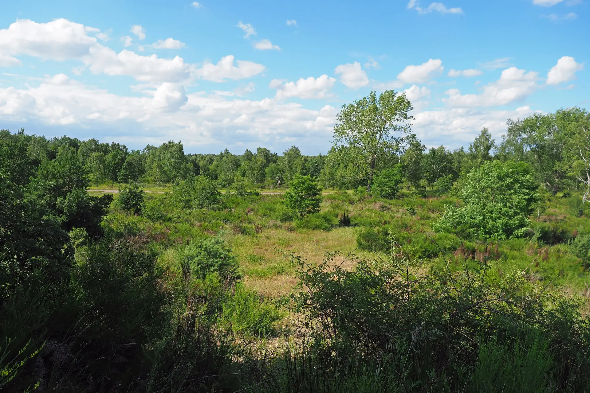 Offene Heidelandschaft mit Büschen und Bäumen in der Gohrischheide