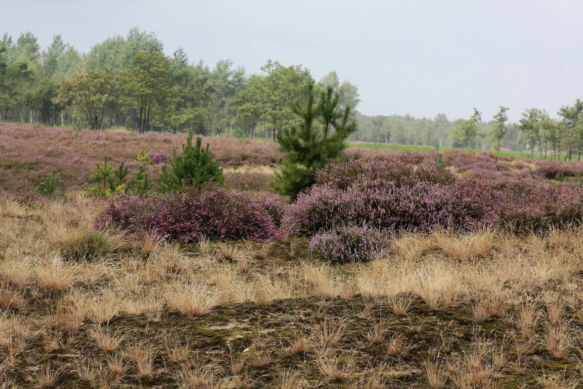 Blühende Heide mit jungen Kiefern in der Königsbrücker Heide