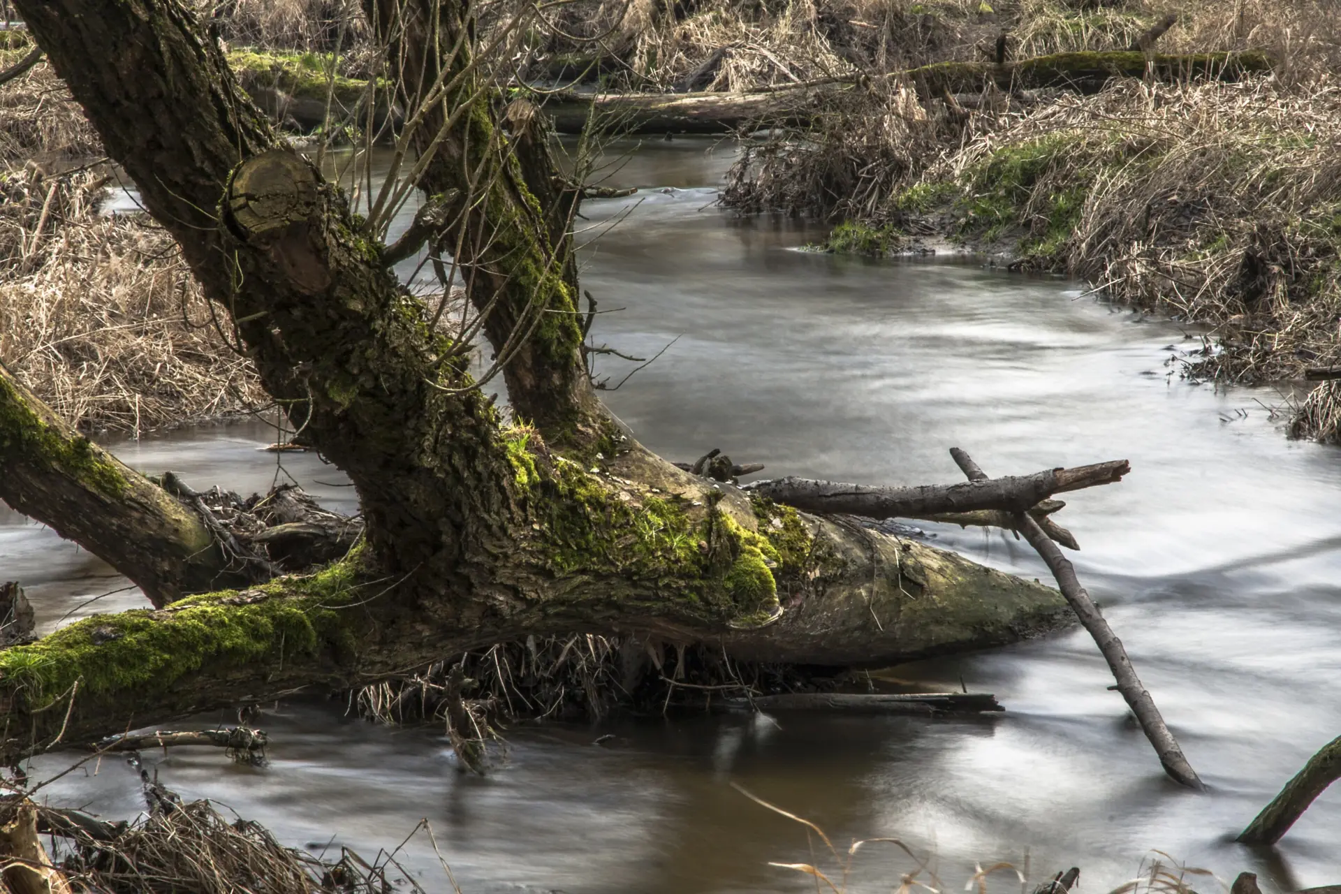 Fließgewässer mit umgestürztem, bemoostem Baum in der Pulsnitzaue