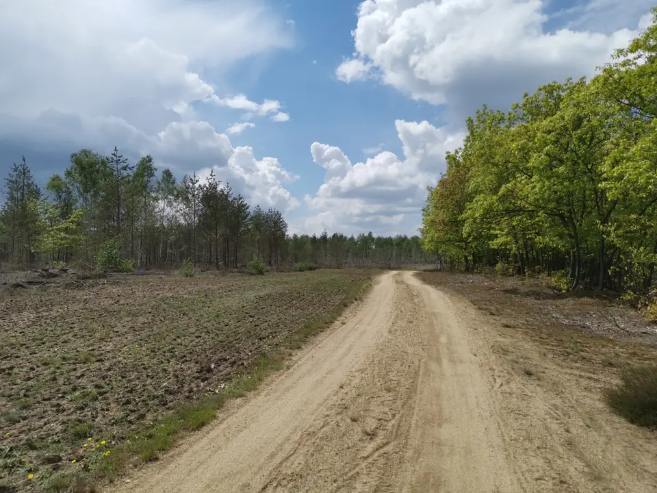 Sandweg durch die Königsbrücker Heide unter blauem Himmel