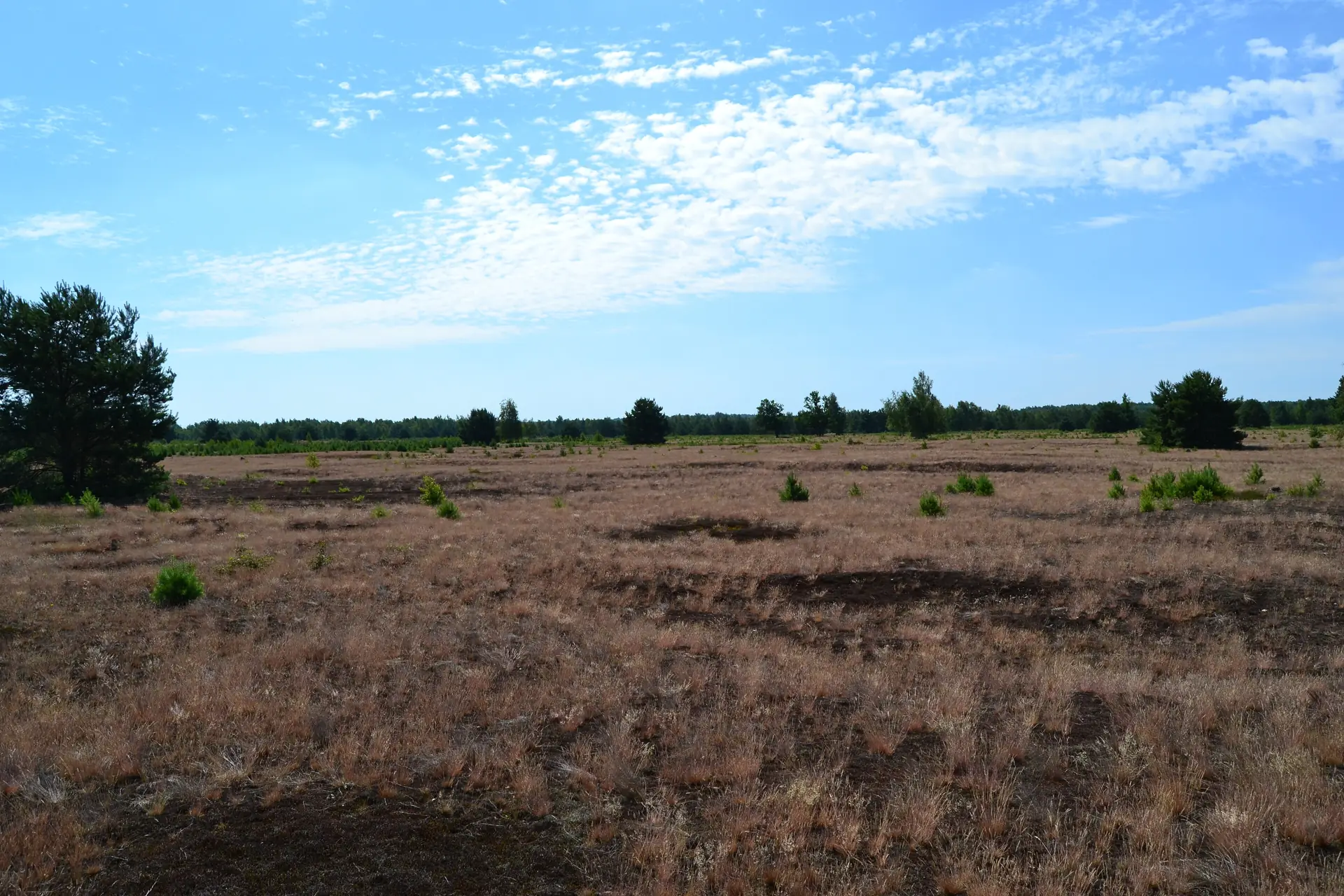 Weite, offene Heide- und Grasfläche unter blauem Himmel