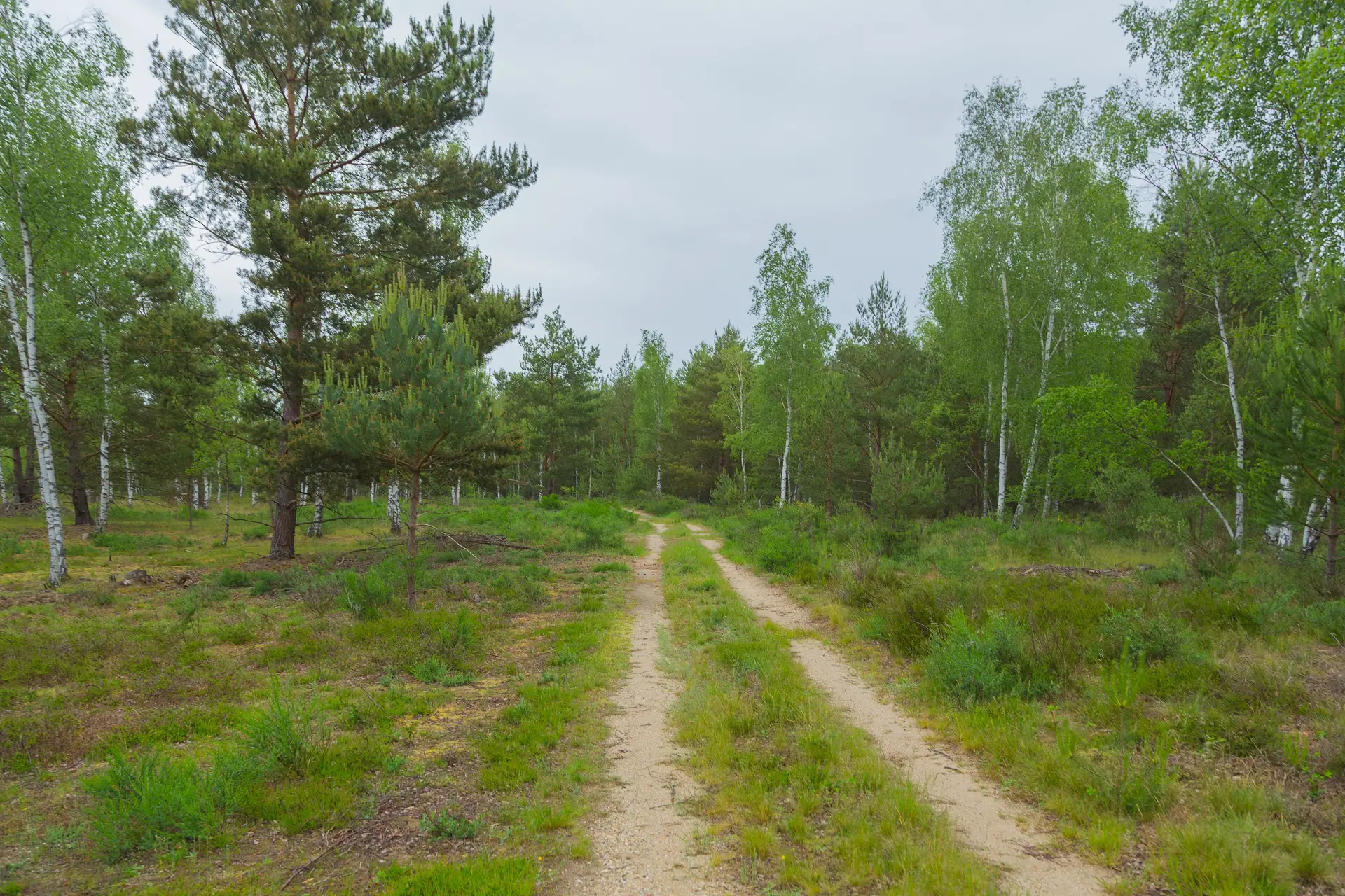 Waldweg zwischen Kiefern und Birken in der Königsbrücker Heide
