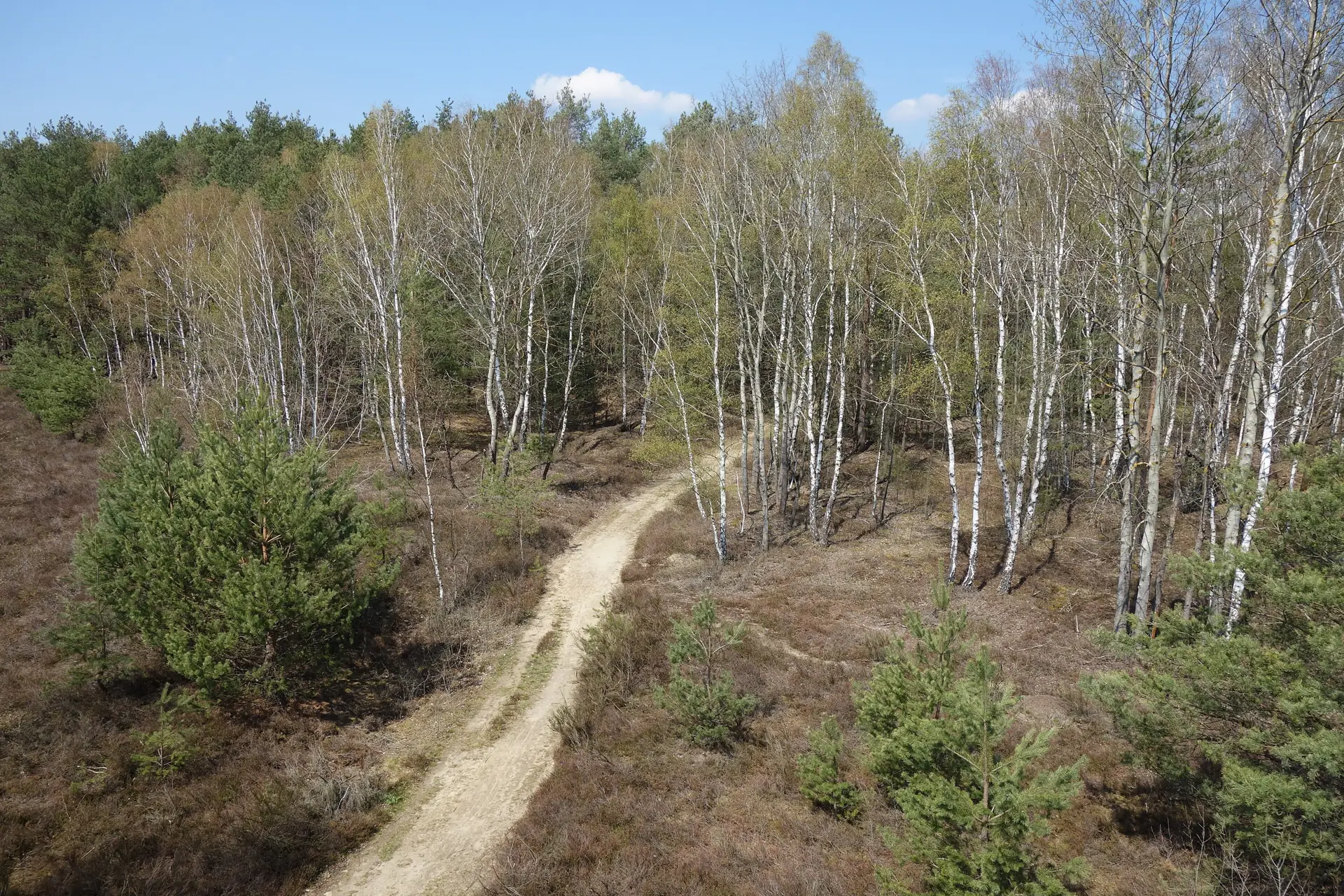 Sandiger Pfad führt durch Heide und junge Birken am Zochauer Heidepfad