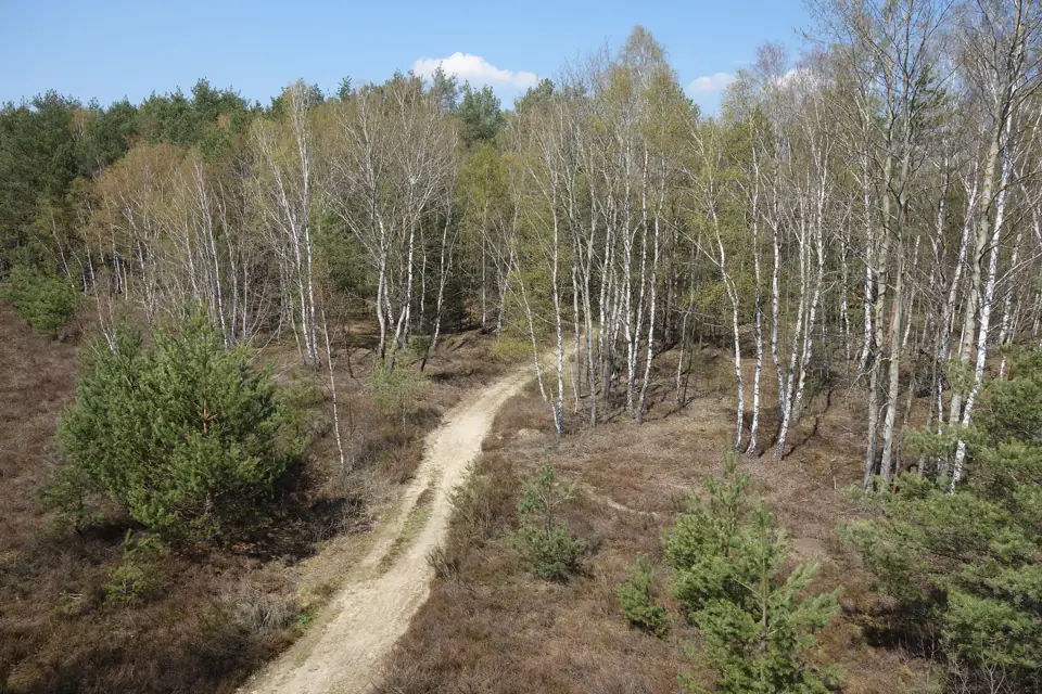 Sandiger Pfad führt durch Heide und junge Birken am Zochauer Heidepfad